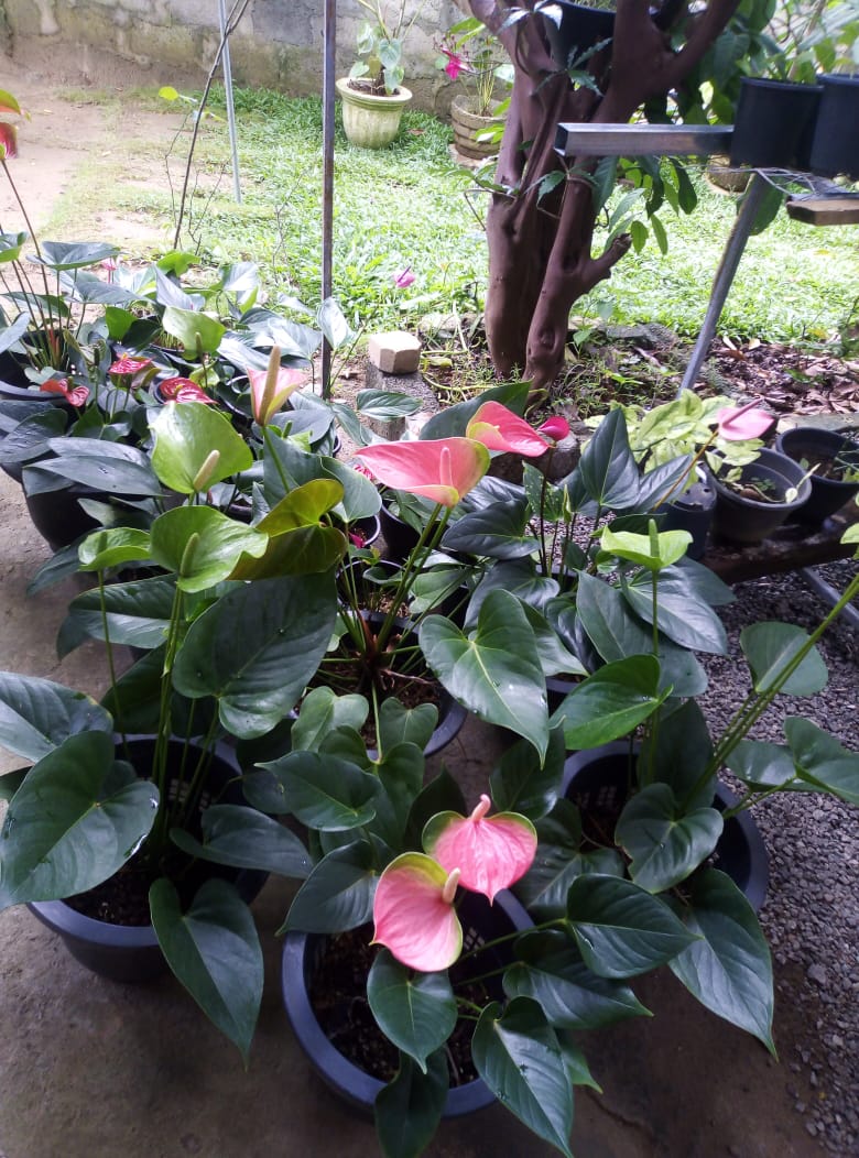 IMG 20210731 WA0125